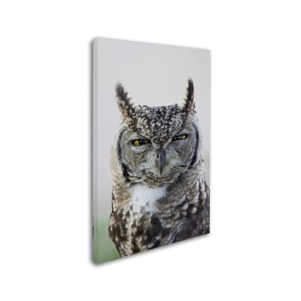 Robert Harding Picture Library 'Gray Owl' Canvas Art,12x19